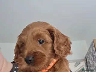 Cockapoo dogs F1b mini cockapoos - Advert 1