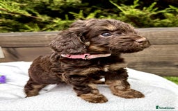 Cockapoo dogs for sale: 🤎🧡F1 Extensively Health Tested Cockapoos🧡🤎 - Image 11