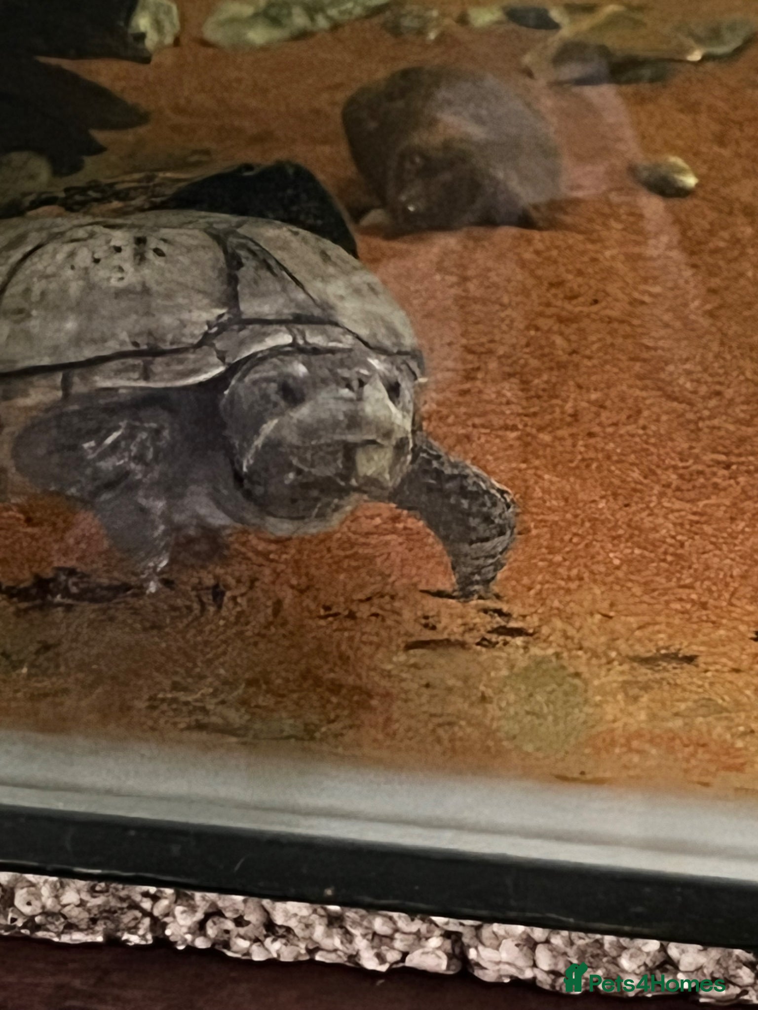 Turtle reptiles Four turtles plus 5ft tank and stand with set up - Advert 1