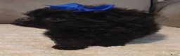 Pomapoo dogs for sale: Beautiful pomapoos - Advert 26