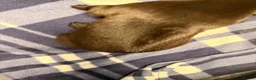 Mixed Breed dogs for sale: Rhodesian Ridgeback x Fox Red Labrador  - Advert 6