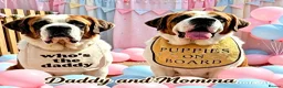 Saint Bernard dogs for sale: 5 stunning male St Bernard puppies in Rotherham - Advert 2