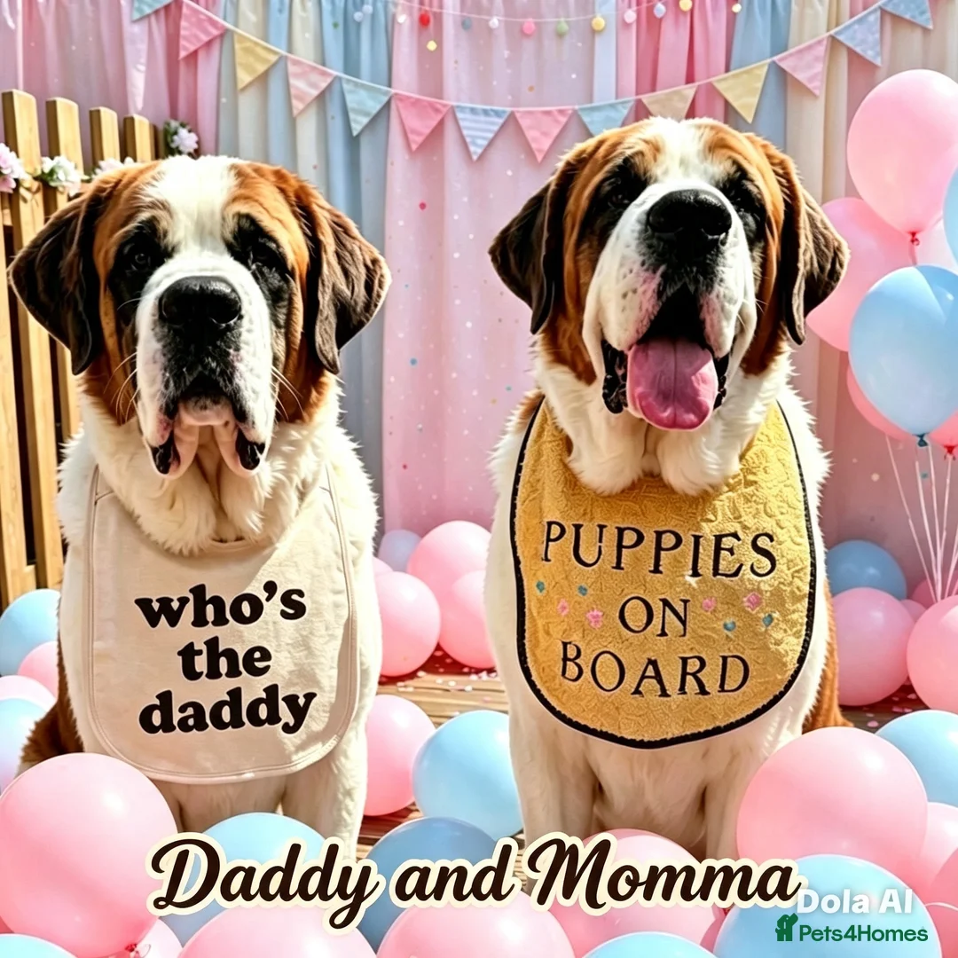 Saint Bernard dogs for sale: 5 stunning male St Bernard puppies in Rotherham - Advert 2