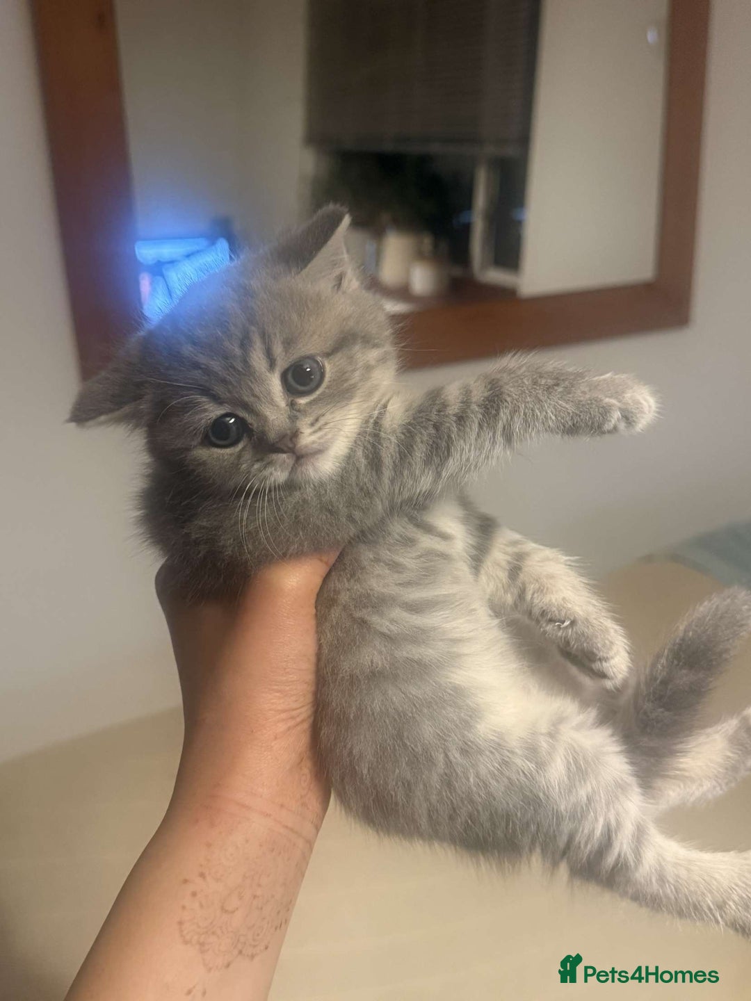 British Shorthair cats for sale: RARE LILAC COLOURPOINT BRITISH SHORT HAIR KITTENS  - Image 8