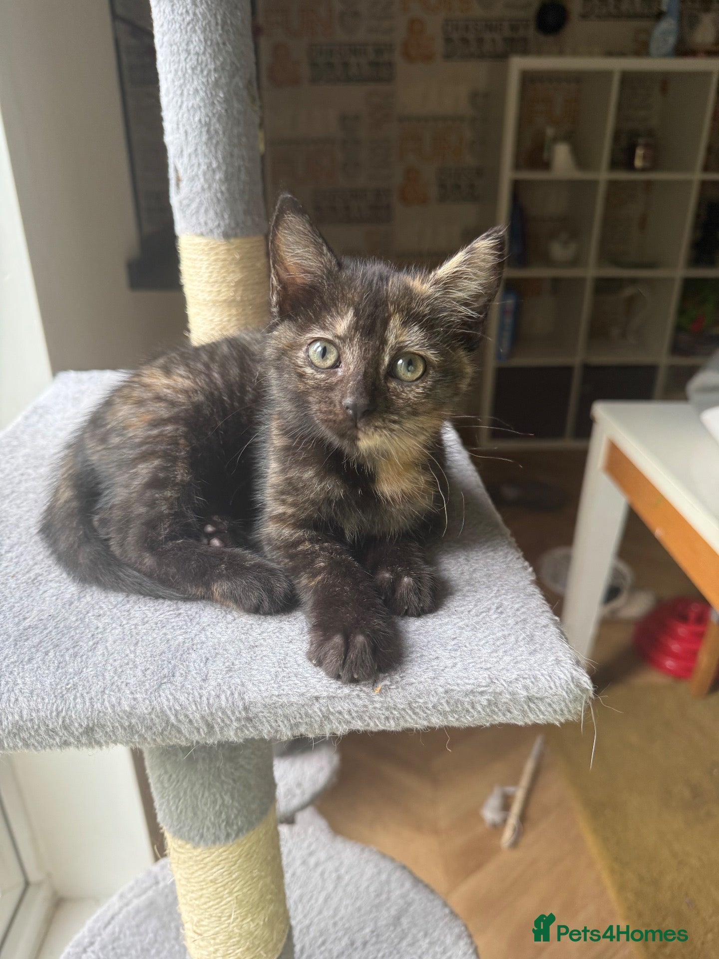 Domestic Shorthair cats 3 Beautiful Girl Kittens – £100 Each - Advert 2
