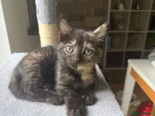 Domestic Shorthair cats 3 Beautiful Girl Kittens – £100 Each - Advert 2