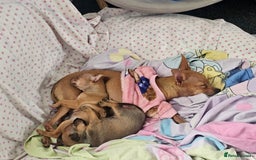 Russian Toy Terrier dogs for sale: Lovelly russian toy terrier female. - Image 4
