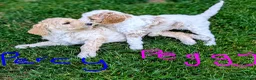 Goldendoodle dogs for sale: 🐾 Beautiful Standard Goldendoodle Puppies 🐾 - Advert 25