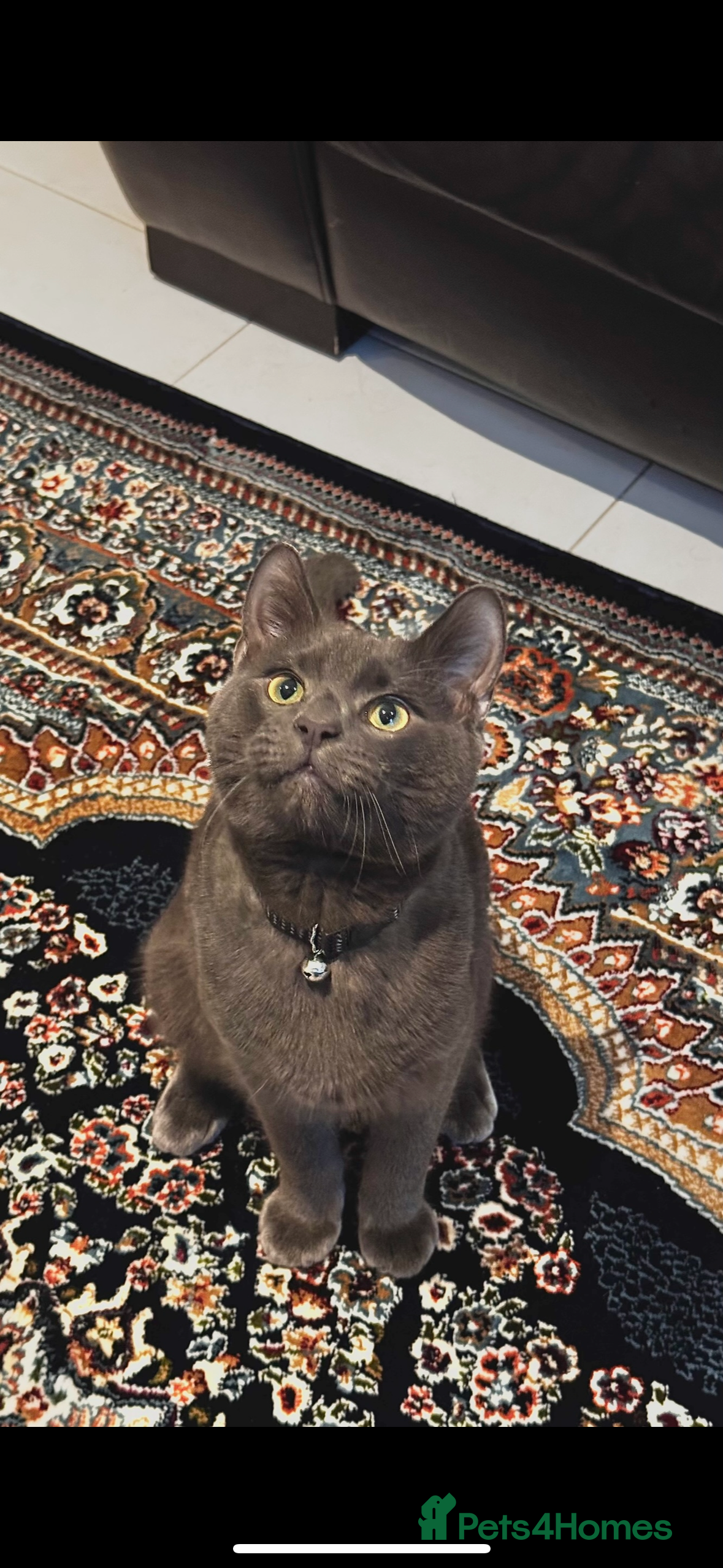 British Shorthair cats Grey British Shorthair Male – Loving & Cuddly  in Glasgow - Advert 3