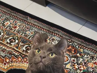 British Shorthair cats Grey British Shorthair Male – Loving & Cuddly in Glasgow - Advert 3