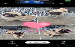 Pug dogs for sale: Pug puppys  - Image 5