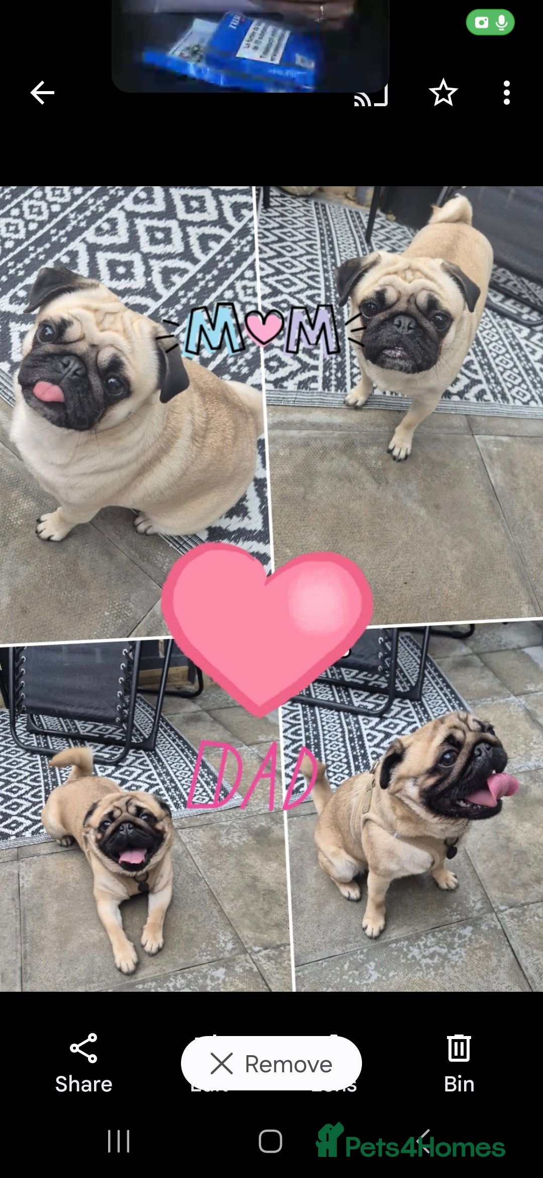 Pug dogs for sale: Pug puppys  - Image 5