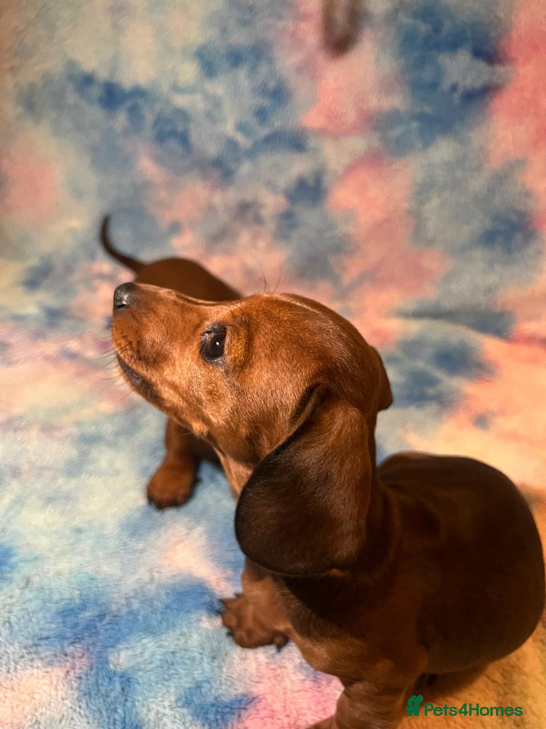 Dachshund dogs for sale: Ready to leave Miniature Dachshund Puppies  - Image 6
