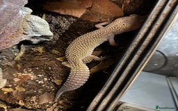 Leopard Gecko reptiles for sale: Female Blizzard Leopard Gecko & Enclosure For Sale - Image 6
