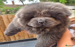 Chow Chow dogs for sale: Chow chow puppies  - Image 6