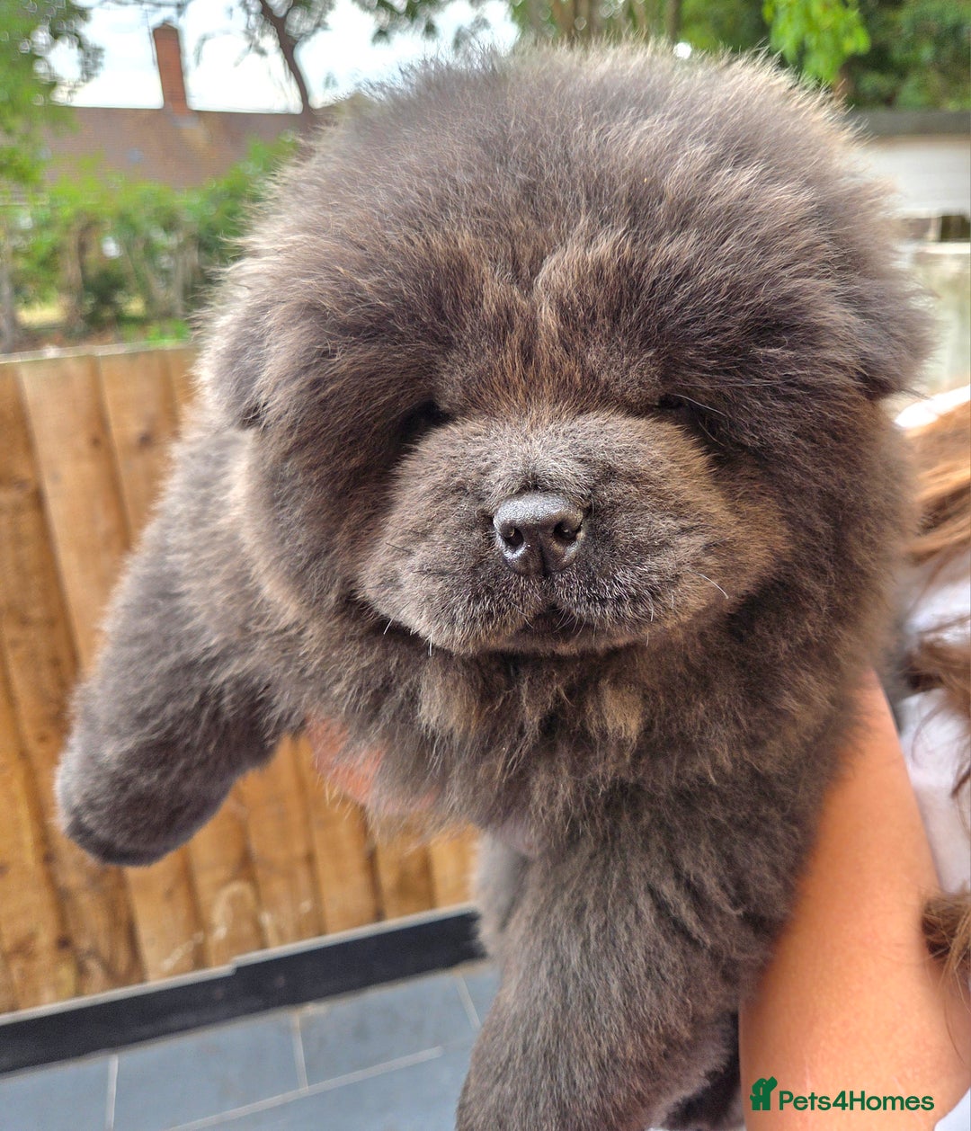 Chow Chow dogs for sale: Chow chow puppies  - Image 6
