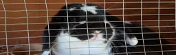 Mini Lop rabbits for sale: Adorable mini lop baby bunnies - Advert 14