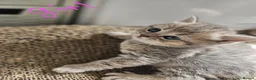 Scottish Fold cats for sale: 5 Beautiful Scottish Kittens Ready for Homes 🐾 - Advert 12