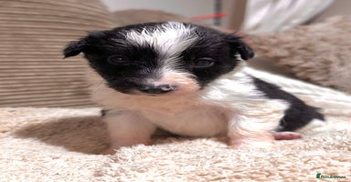 Mixed Breed dogs - Advert 6