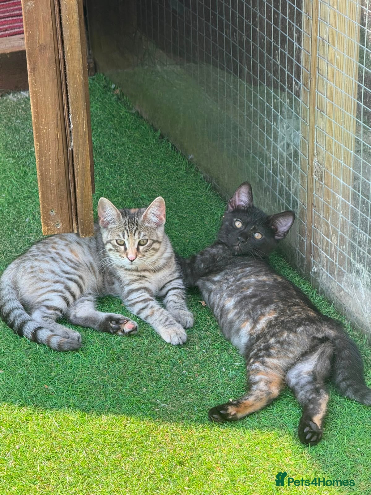 Mixed Breed cats Maine coon X bengal kitten - Advert 1