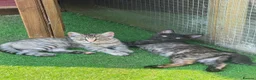 Mixed Breed cats for sale: Maine coon X bengal kitten - Advert 1