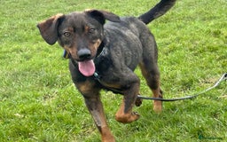 Mixed Breed dogs for adoption: Mr Bean - Norwich Norfolk  in Norwich - Image 5