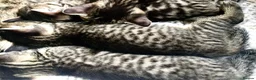 Bengal cats for sale: Stunning Bengal X With Beautiful Markings - Advert 8