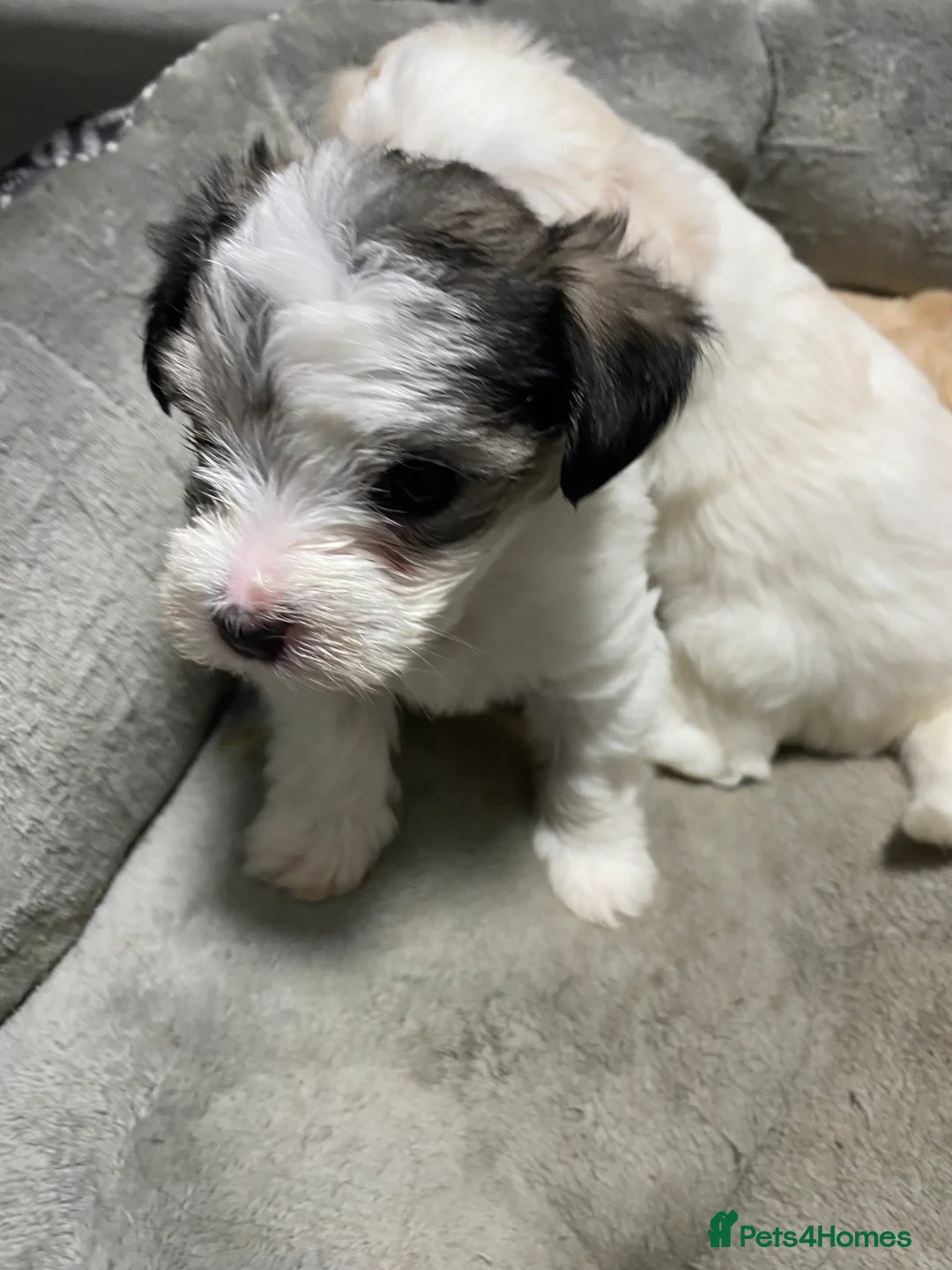 Mixed Breed dogs for sale: Beautiful Maltese & Silky Terrier Puppies - Advert 10