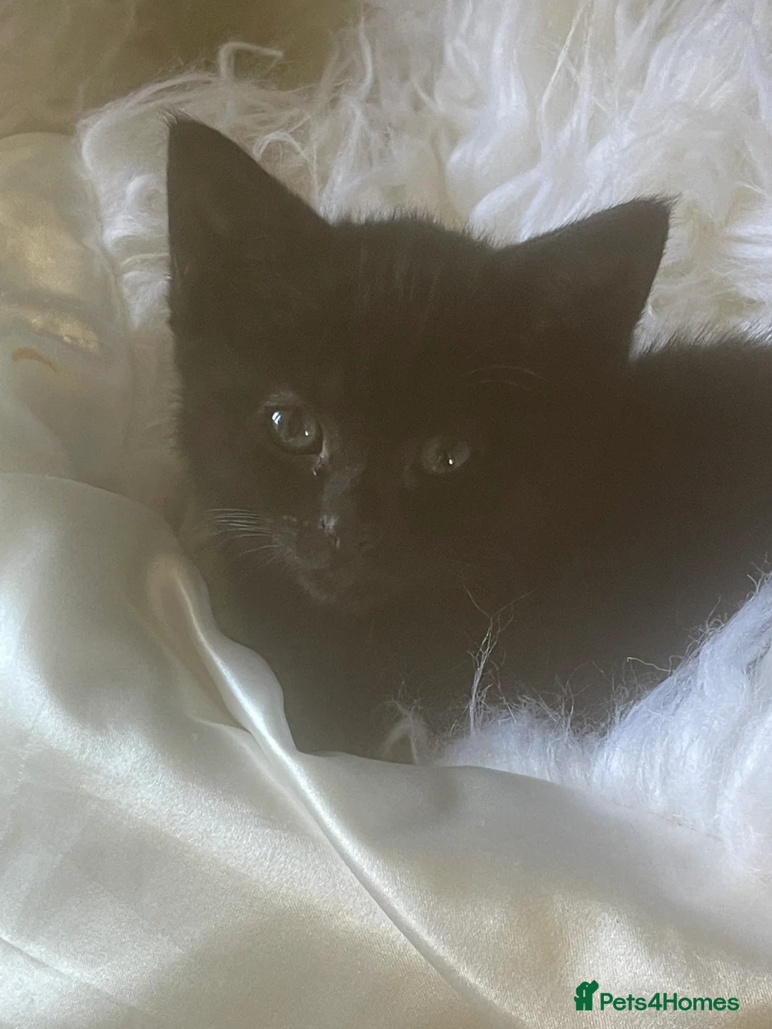 Mixed Breed cats for sale: Kittens for sale - Advert 5