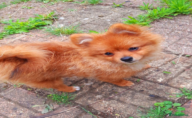 Pomeranian dogs - Advert 2
