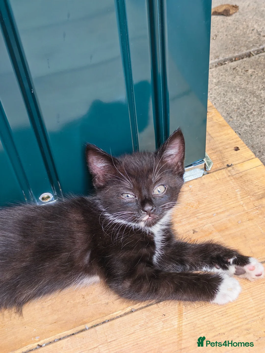 Mixed Breed cats for sale: Adorable Kittens Ready for Loving Homes ❤️ - Advert 2