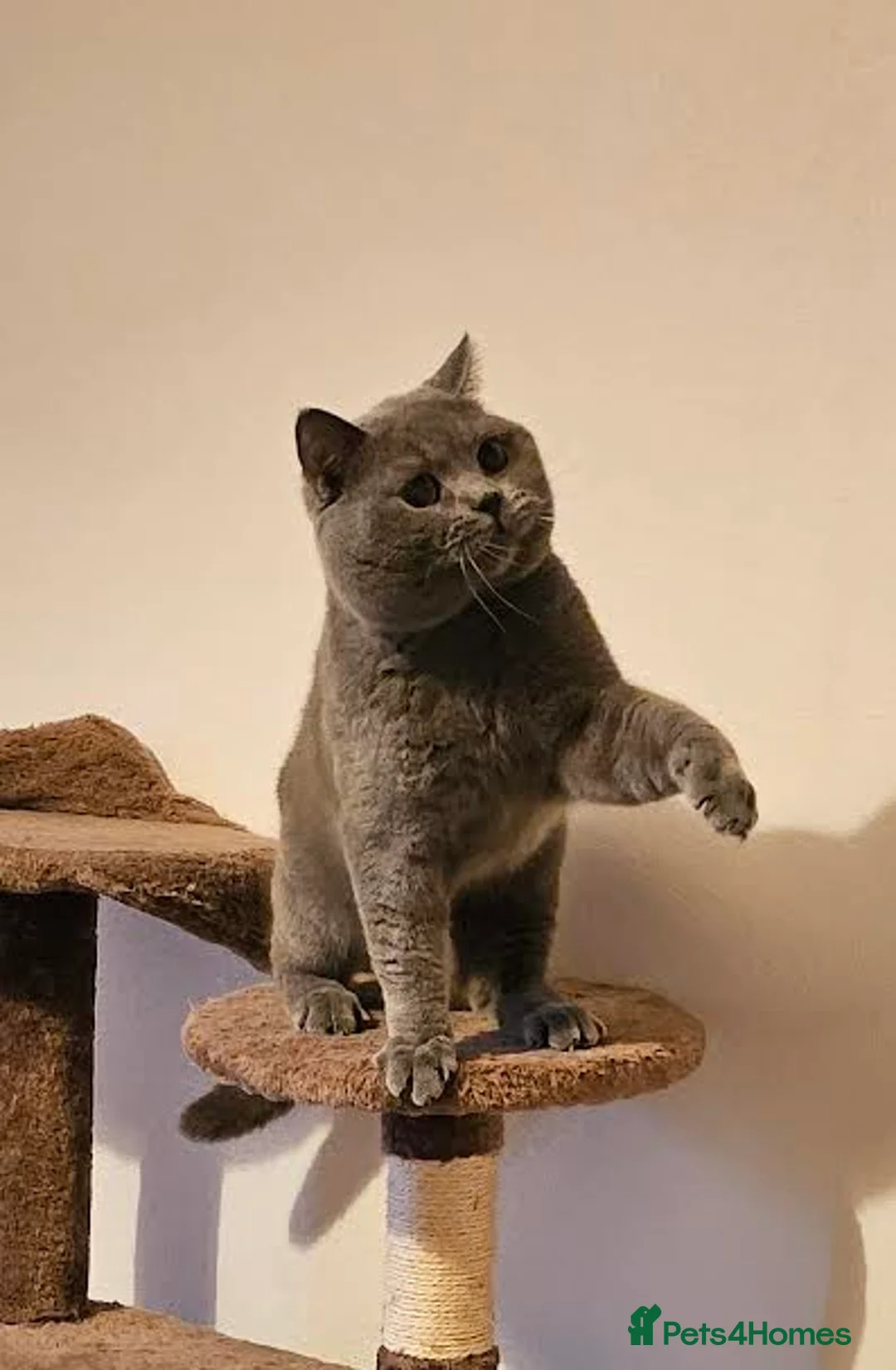 British Shorthair cats for stud: Perfect British Shorthair Stud in Leeds - Advert 7