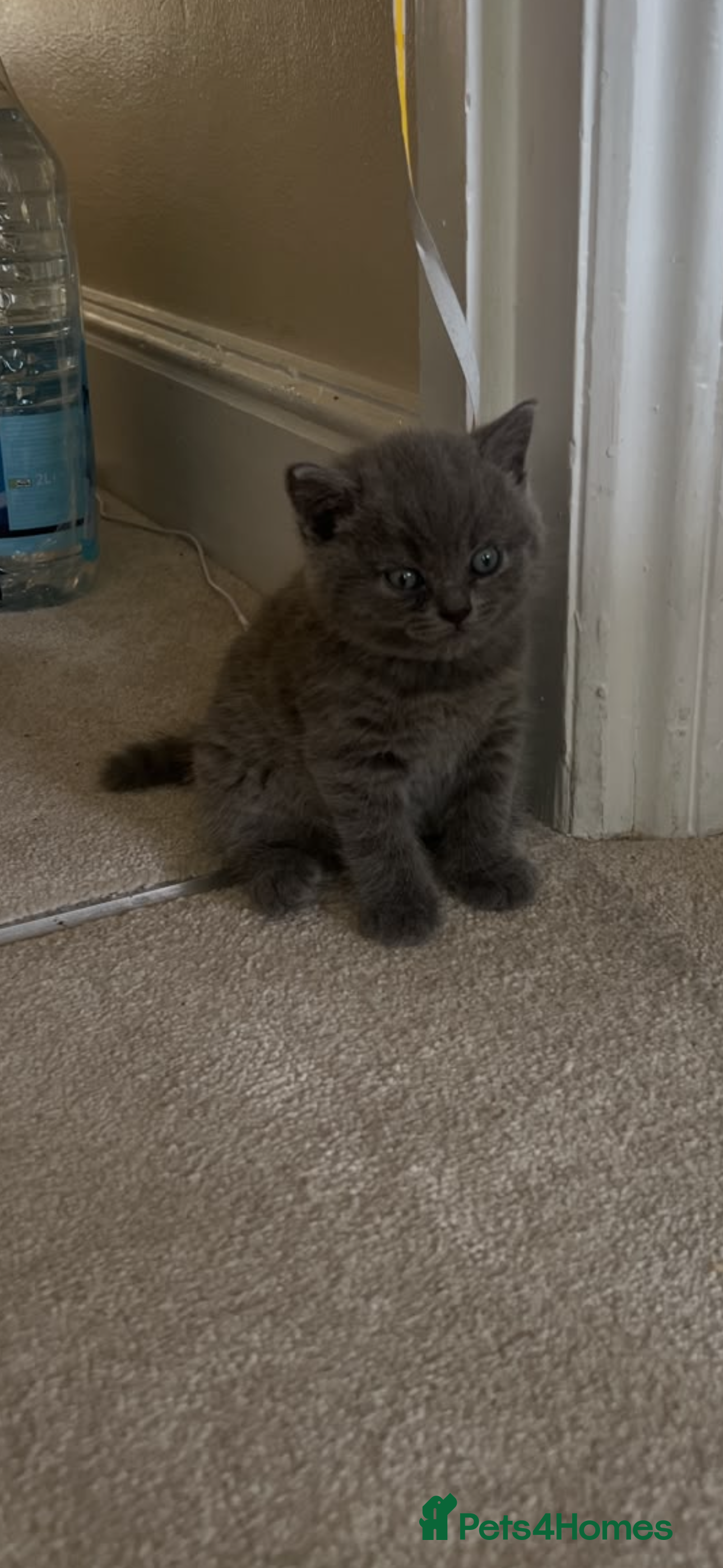 British Shorthair cats British shorthair  - Advert 2