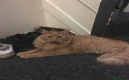 British Shorthair cats for sale: 3 beautiful kittens ready for a new home - Image 2