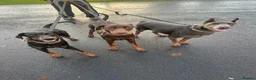 Dobermann dogs for sale: Beautiful family dobermans  - Advert 4