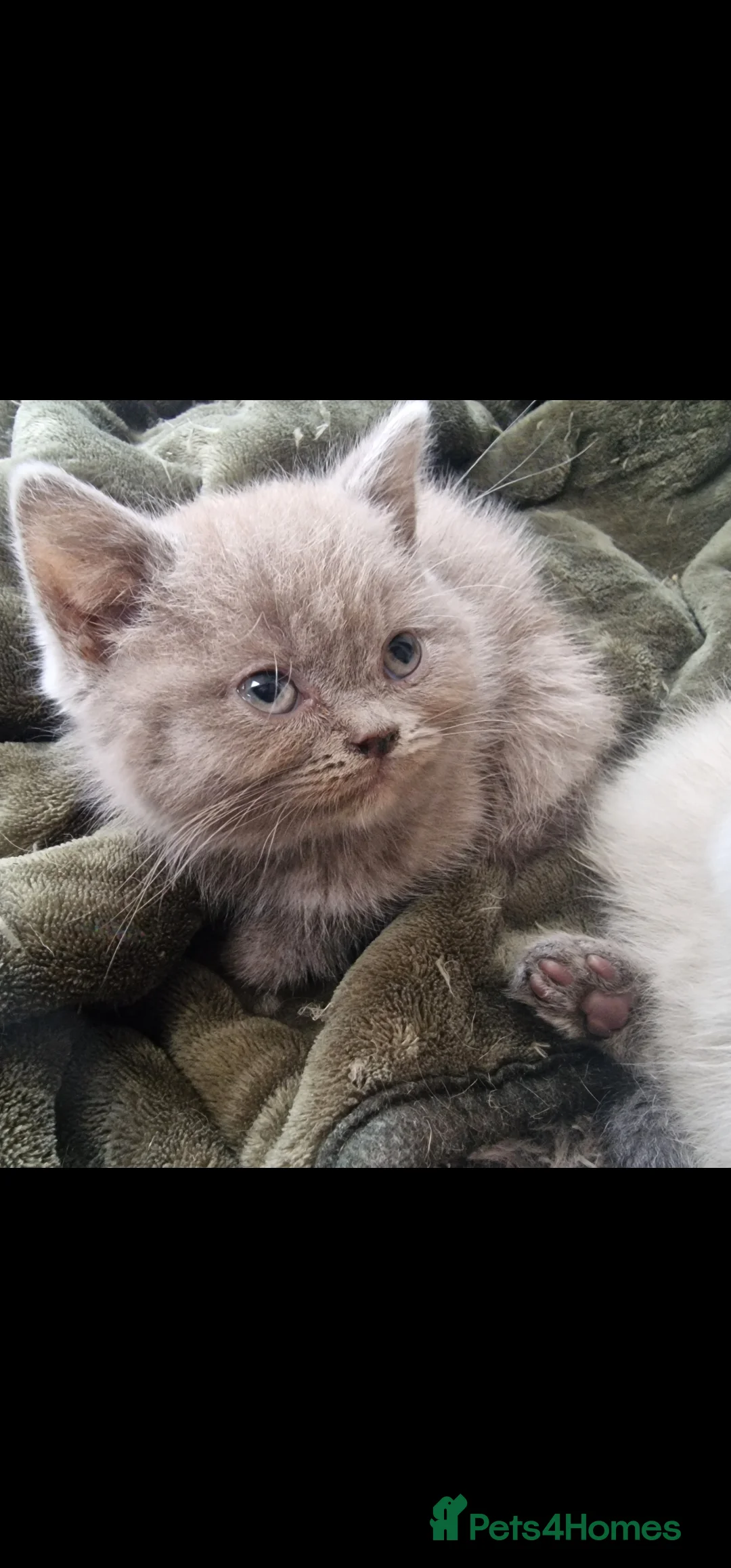 British Shorthair cats for sale: 3 british shorthair kittens - Advert 6