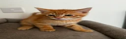 Siberian cats for sale: Beautiful Mix Siberian Kitten - Advert 12