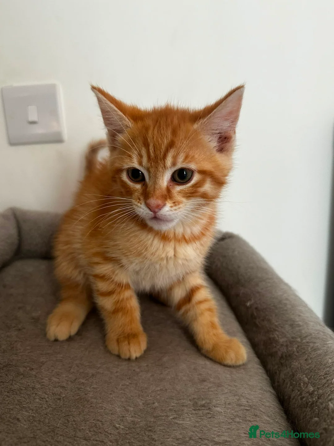 Siberian cats for sale: Beautiful Mix Siberian Kitten - Advert 15