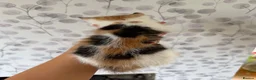 Mixed Breed cats for sale: Beautiful Fluffy Calico kittens in Wellingborough - Advert 11