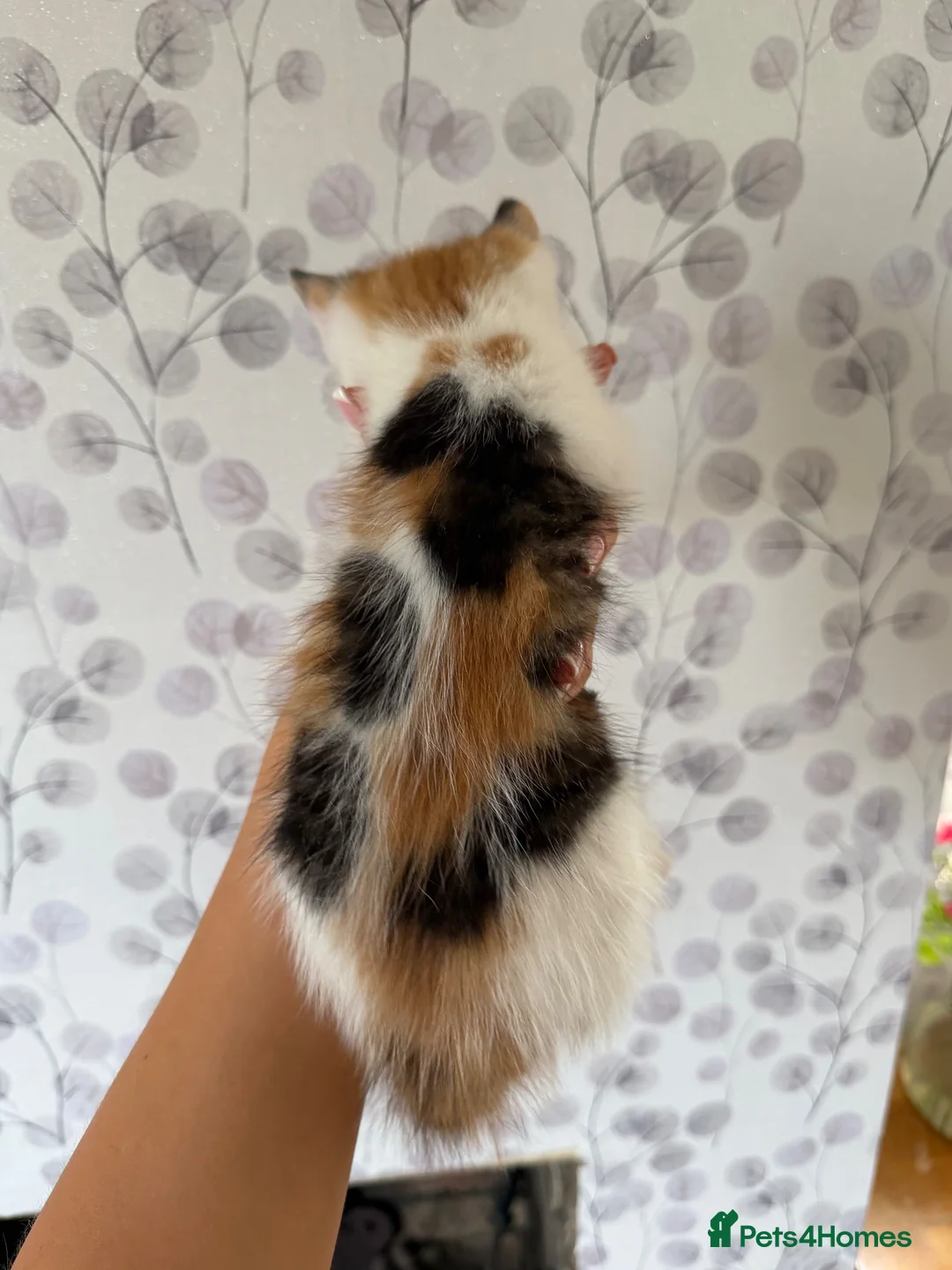 Mixed Breed cats for sale: Beautiful Fluffy Calico kittens in Wellingborough - Advert 11