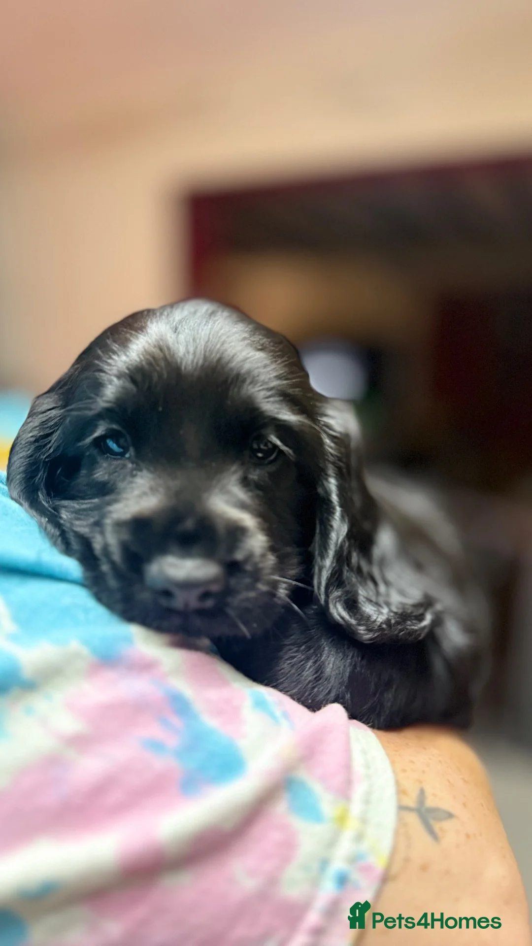English Springer Spaniel dogs for sale: English springer spaniel puppies for sale - Advert 2