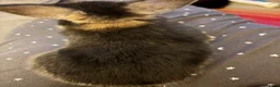Mini Lion Lop rabbits for sale: 3x boy bunnies pure black  - Advert 8