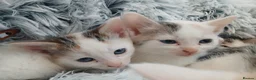 Mixed Breed cats for sale: Beautiful kittens - Advert 13