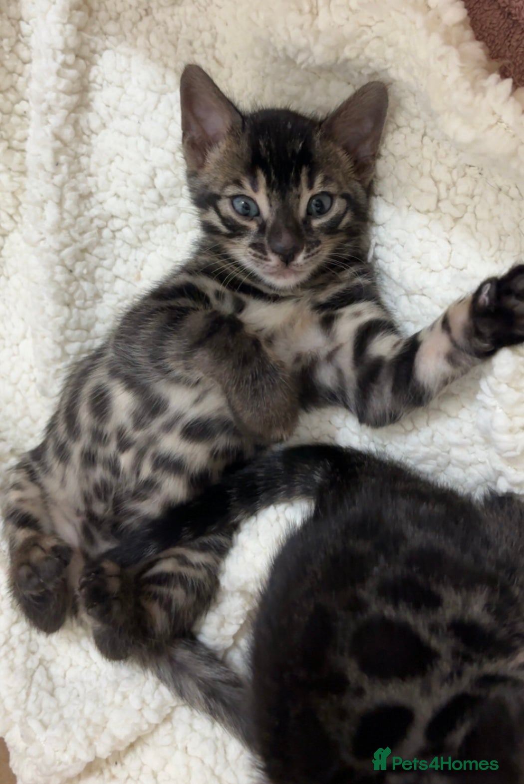 Bengal cats 🌟pedigree bengal kittens🌟 - Advert 8