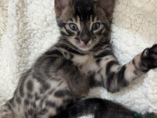 Bengal cats 🌟pedigree bengal kittens🌟 - Advert 18