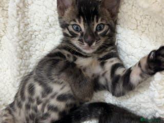 Bengal cats 🌟pedigree bengal kittens🌟 - Advert 6