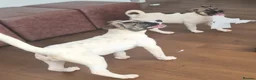 Mixed Breed dogs for sale: F1 American Bulldog x American Akita Puppies - Advert 3
