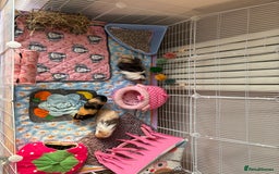 Guinea Pig rodents for sale: 3 female guinea pigs - Image 13
