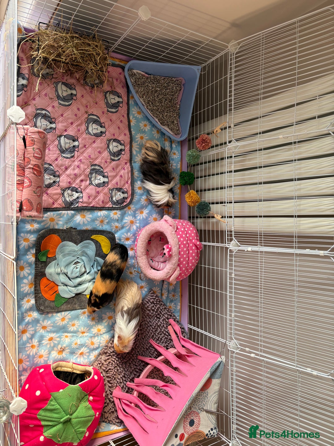 Guinea Pig rodents for sale: 3 female guinea pigs - Image 13