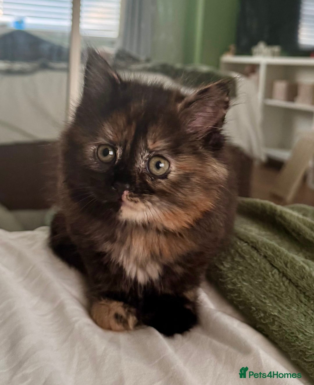 Turkish Angora cats for sale: Two Gorgeous Female Kittens  - Image 7
